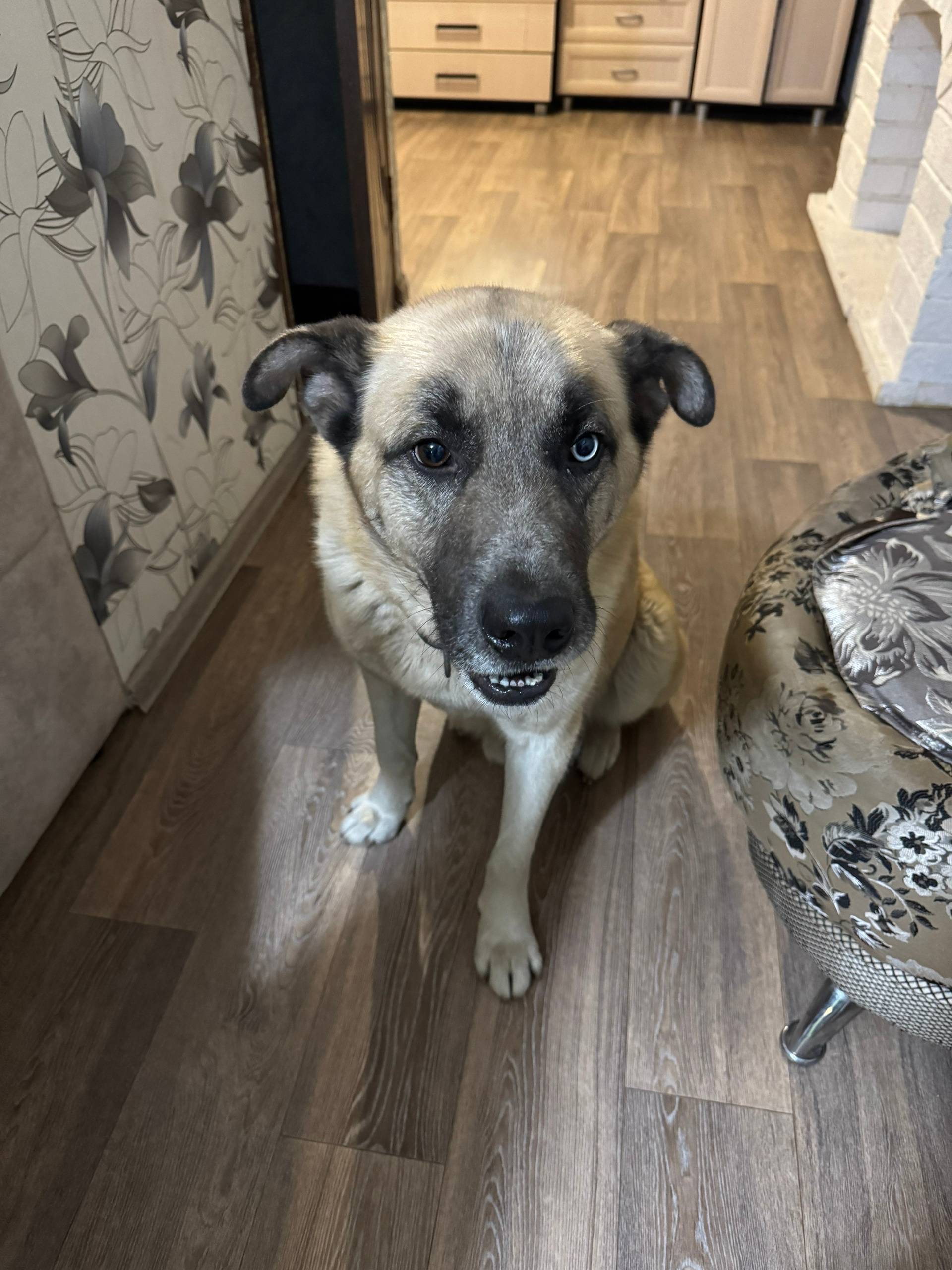 ПРОПАЛА СОБАКА!!! Пропала соба...