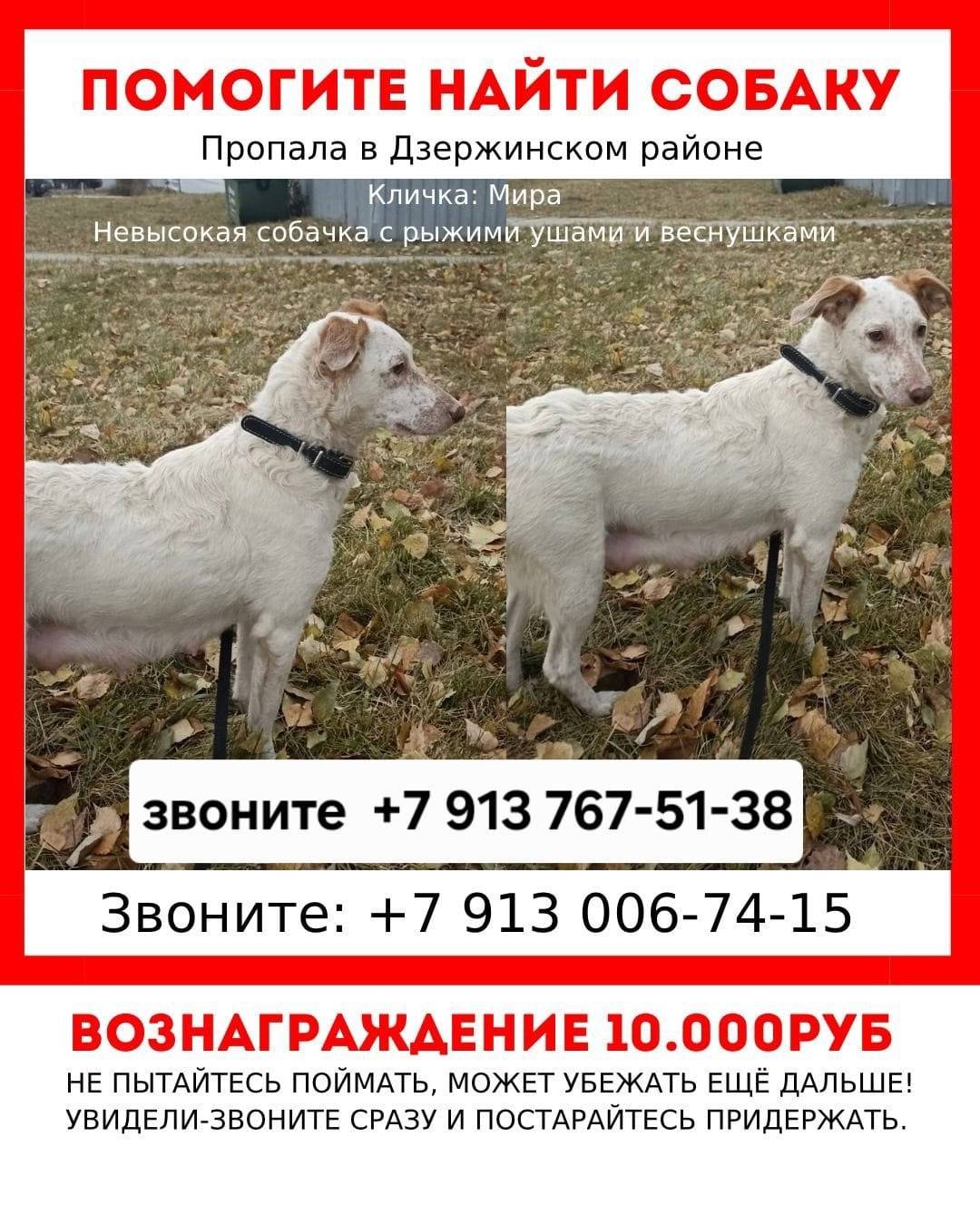 📍 Дзержинский район ‼️ ПРОПАЛА...