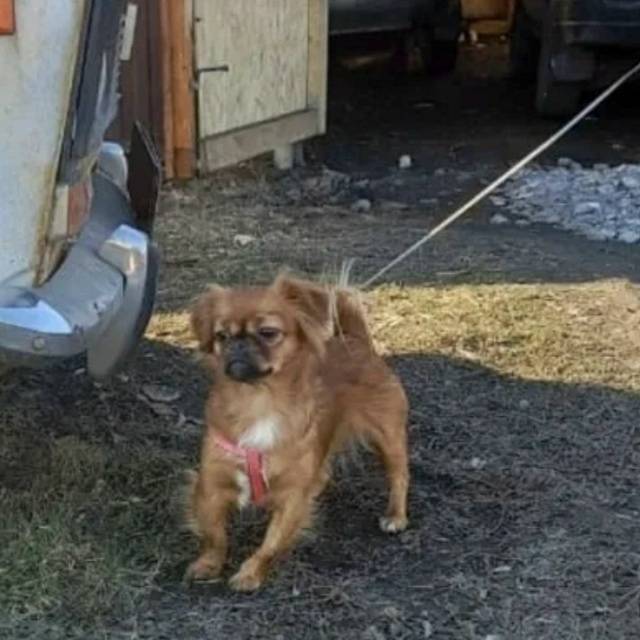 Потерялась собака в районе кук...