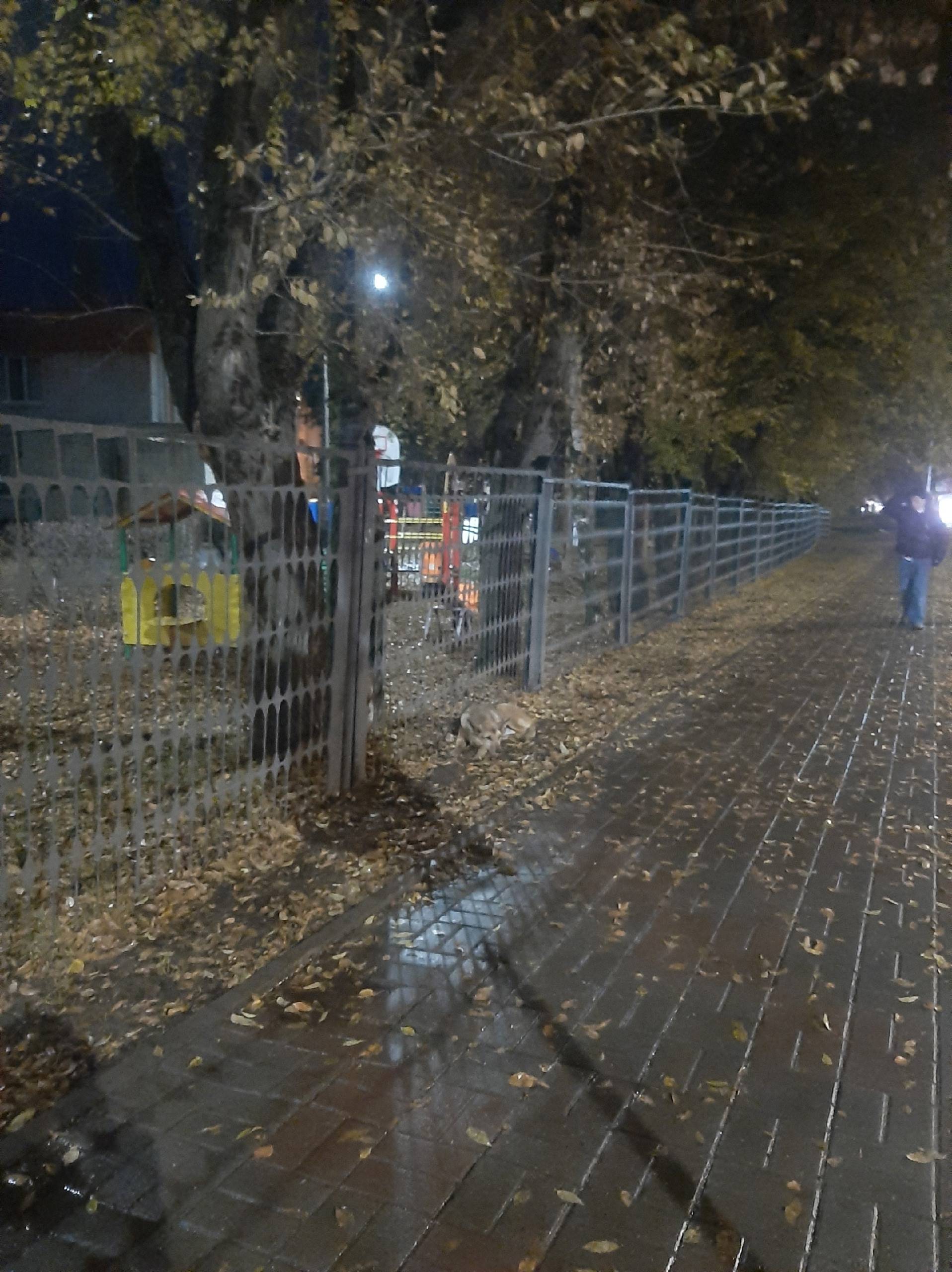 Сейчас на Союзном увидела двух...