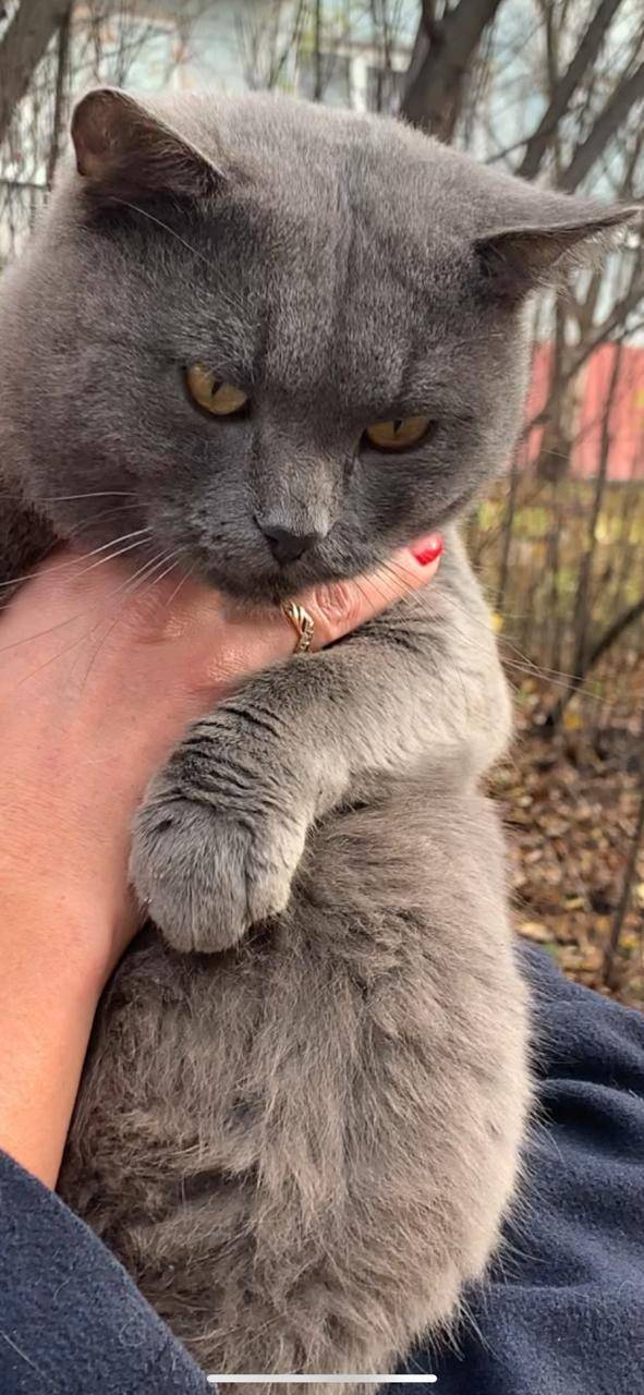 Найден кот британец, очень лас...