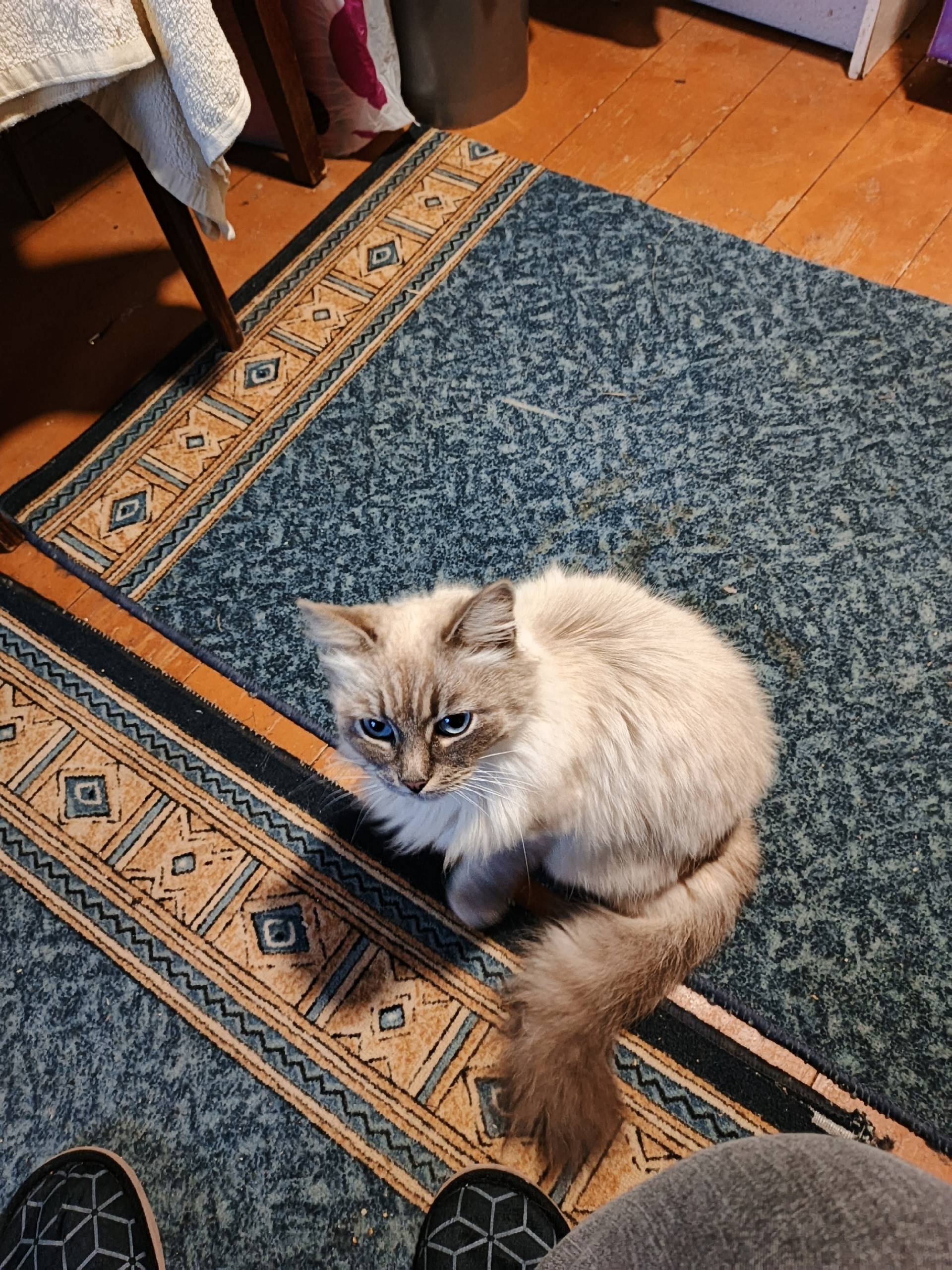 11 сад Шла в сад от...