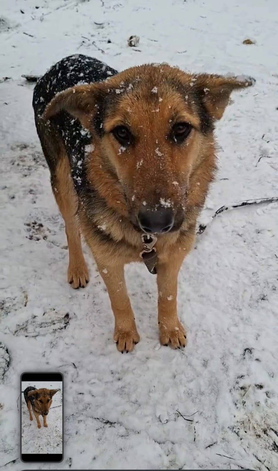 Уфа!Потерялась собака по кличк...