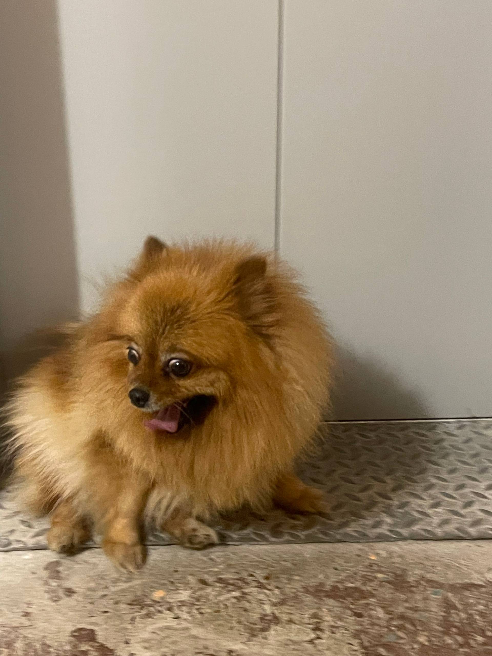 Найдена собака, шпиц Пол к сож...