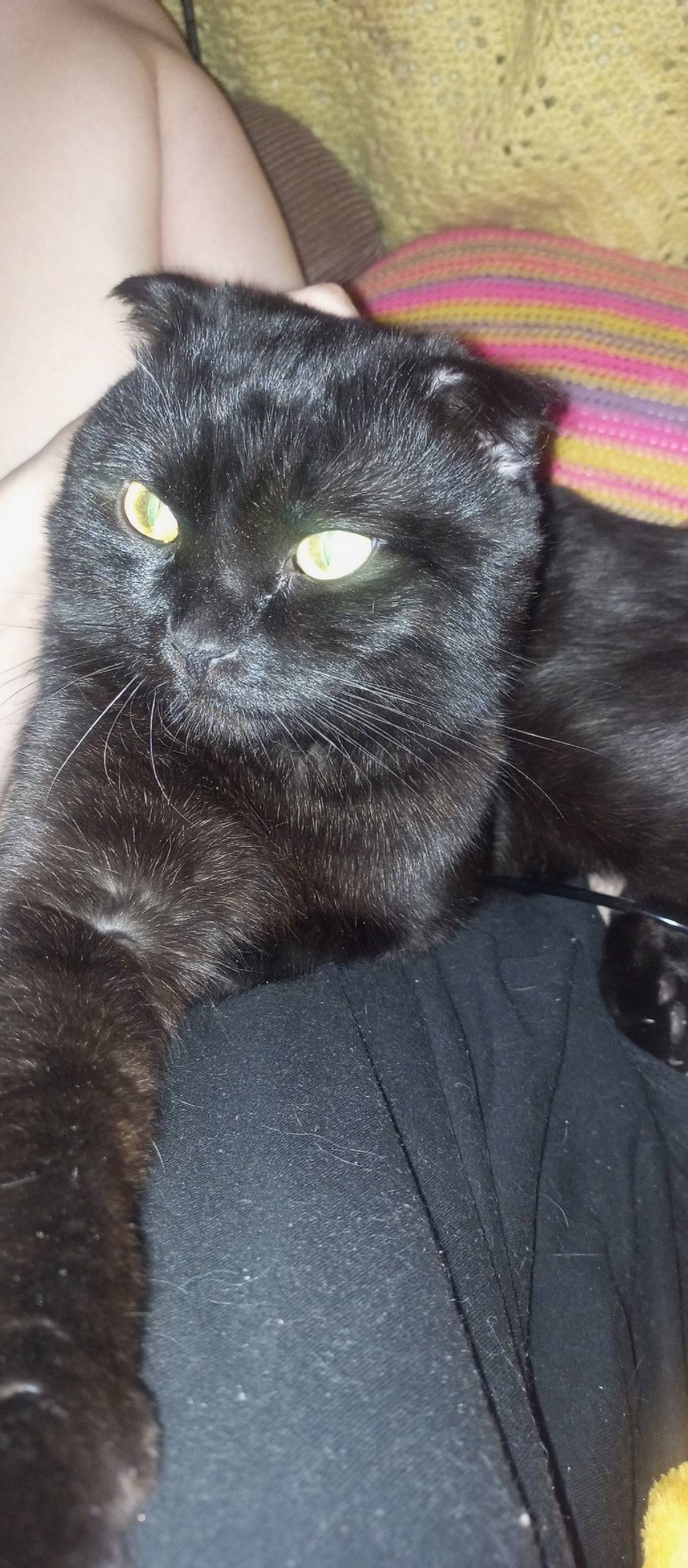 СРОЧНО!!! ПРОПАЛ КОТ Зовут Пус...