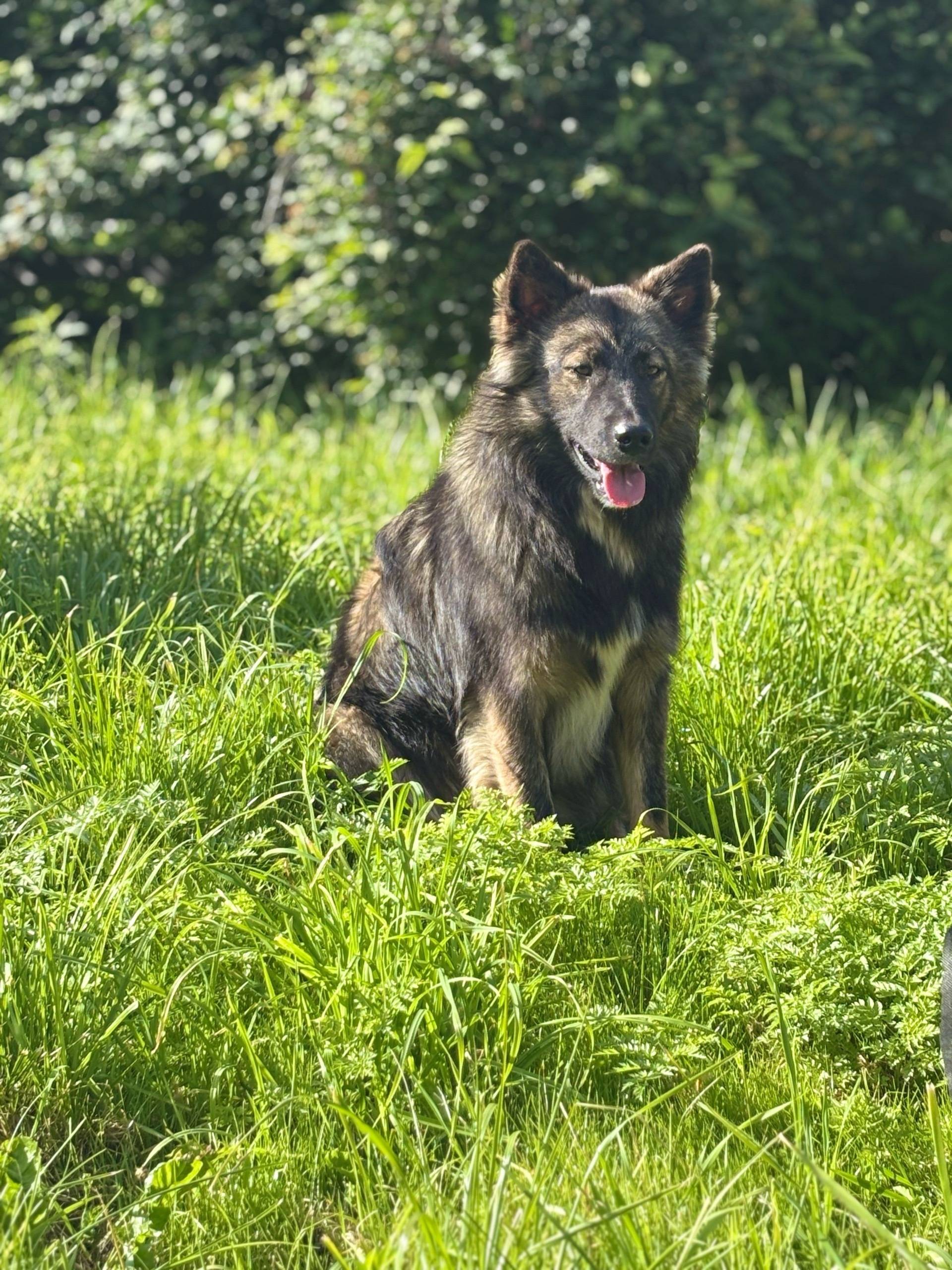 Пропала собака,кто видел напиш...