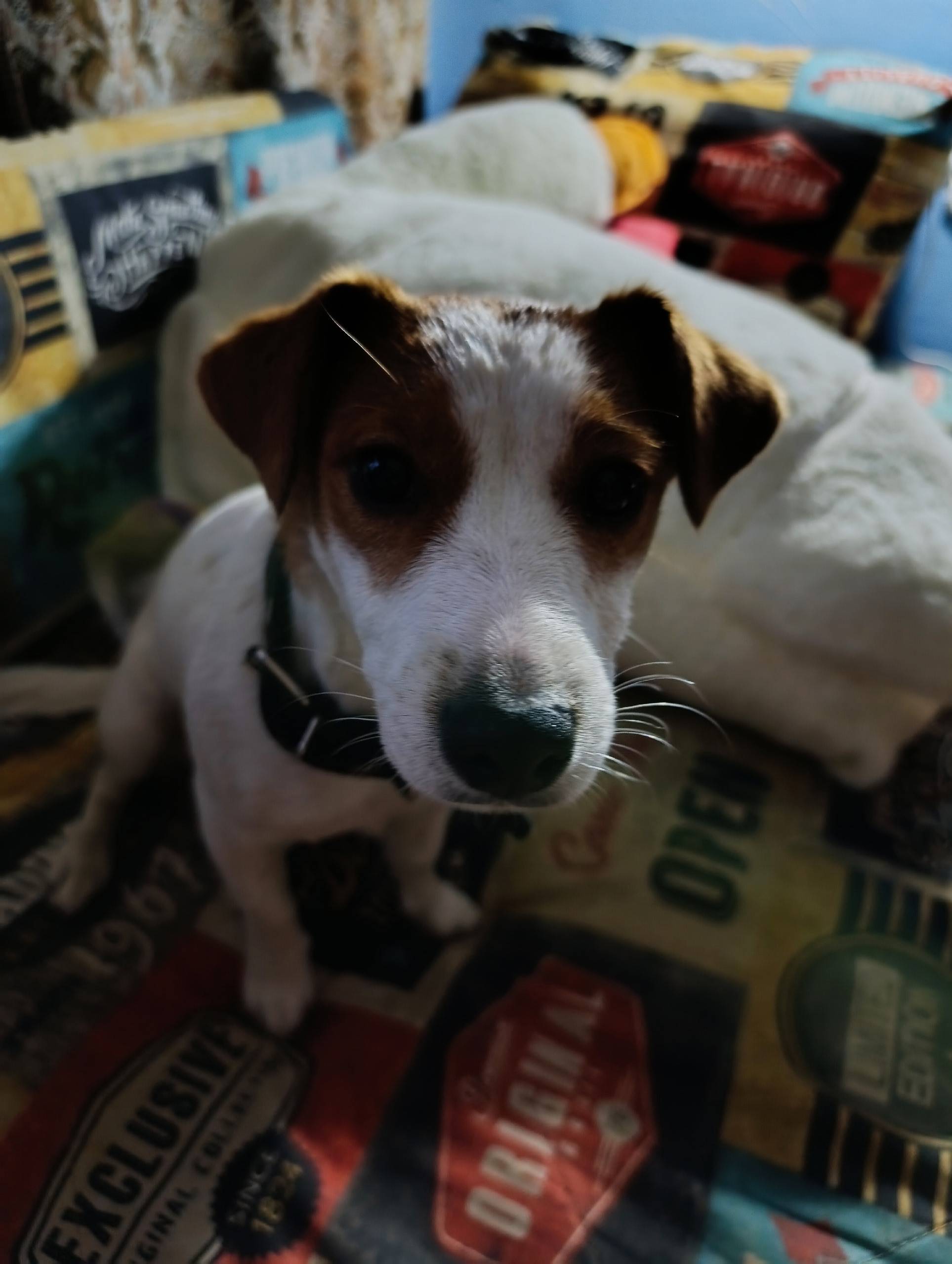 Найдена собака, девочка... В р...