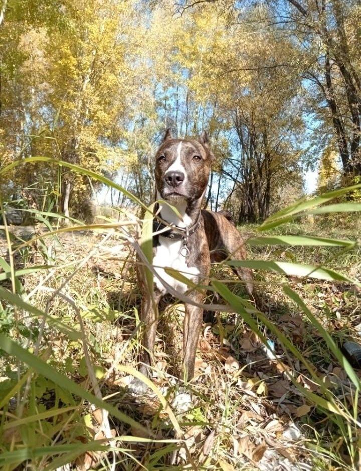 Пропала собака, в рацоне улицы...