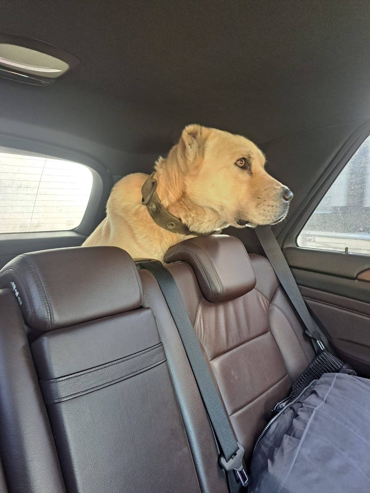 Пропала собака в центральном р...