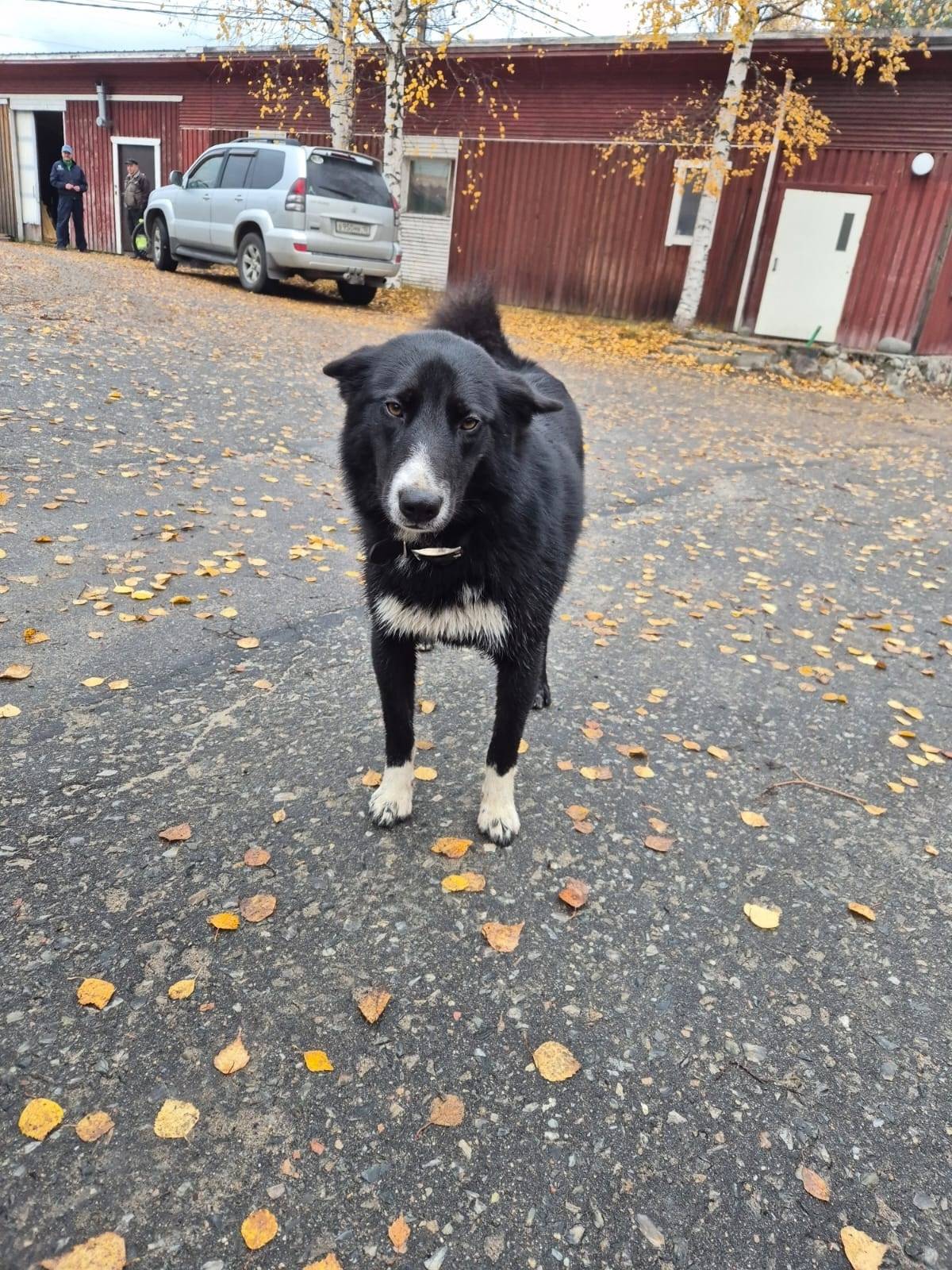 Найдена собака! Сегодня видели...