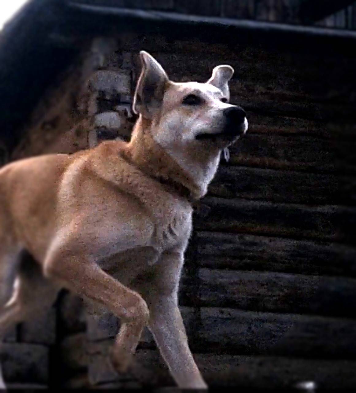 Пропала собака. Местоположение...