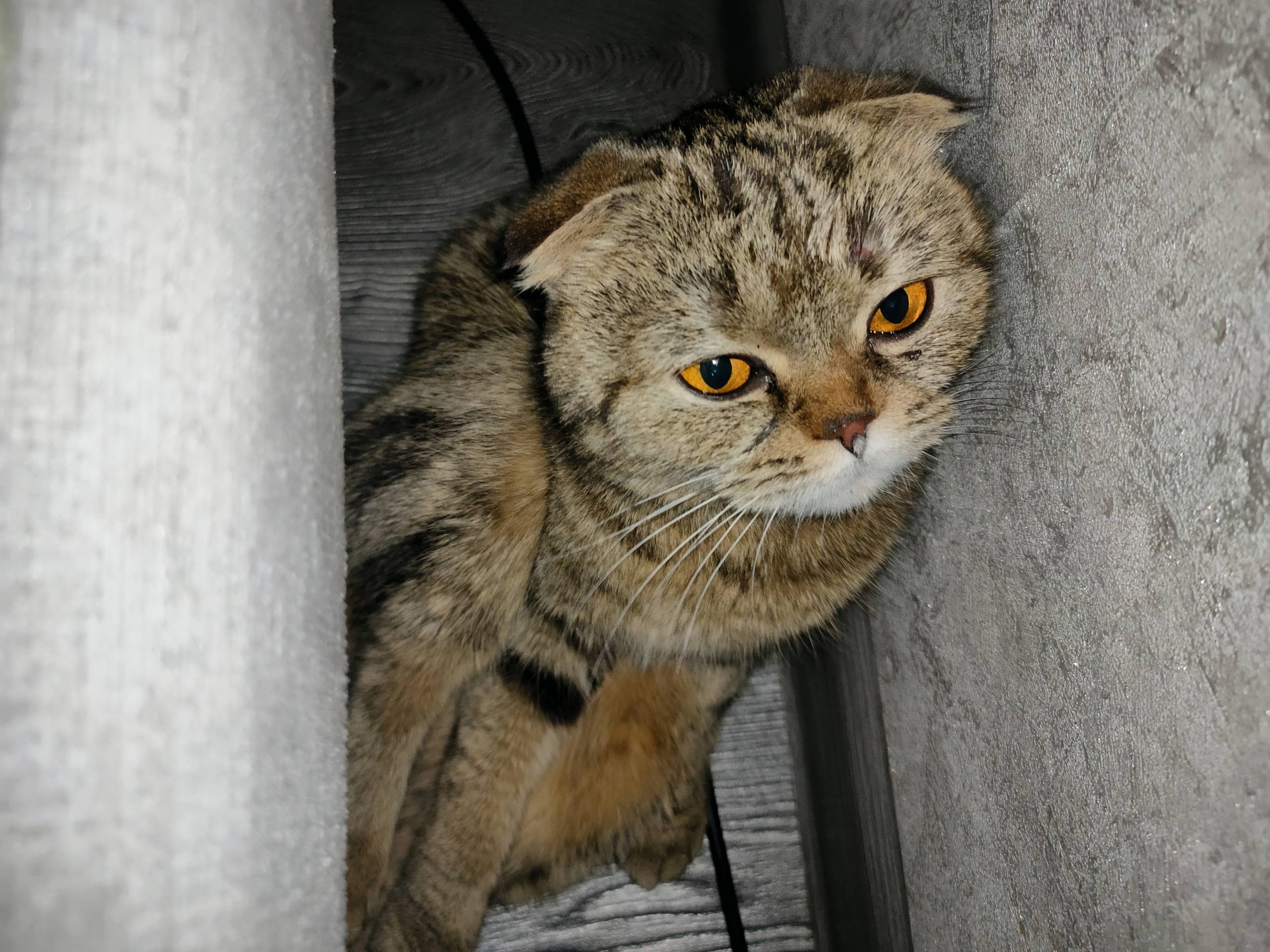 Найдена шотландская вислоухая ...