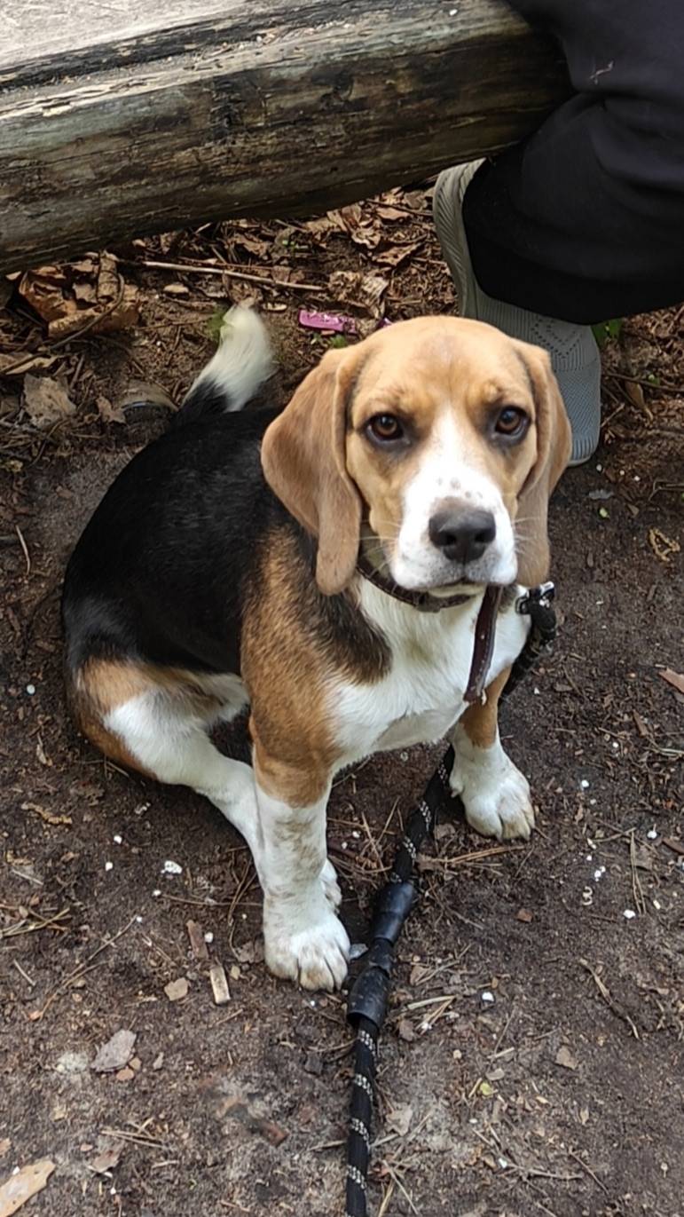 В селе Шумашь пропала собака. ...