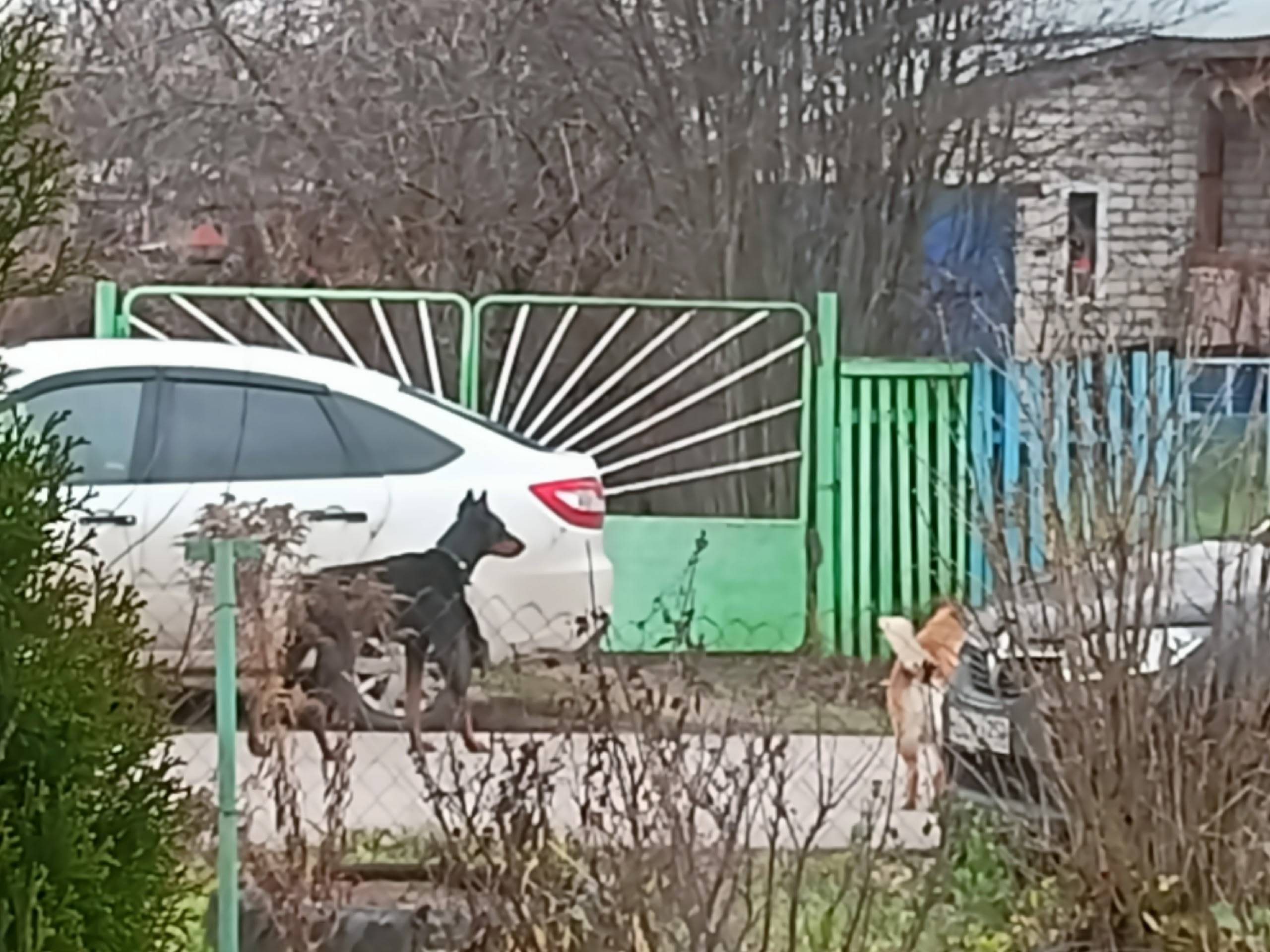 Найден пёс на улице Заречной, ...