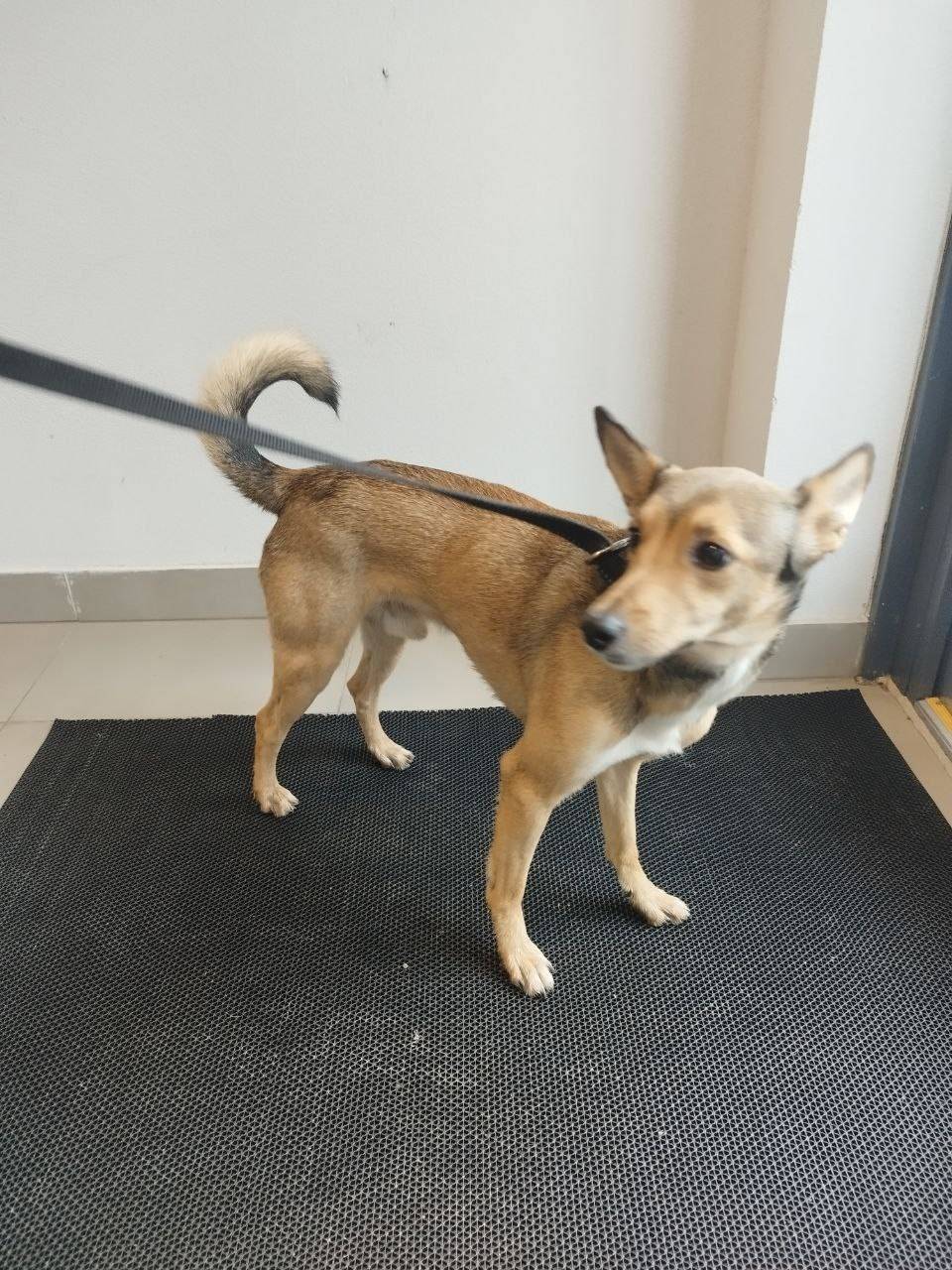 SOS СПб, найдена собака 30 окт...