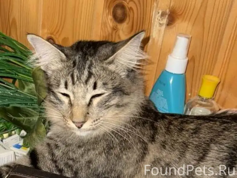 Пропала кошка. Д. Бабурино. На...