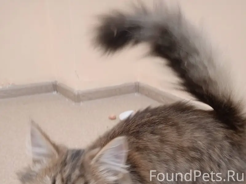 У первой школы начальной найде...