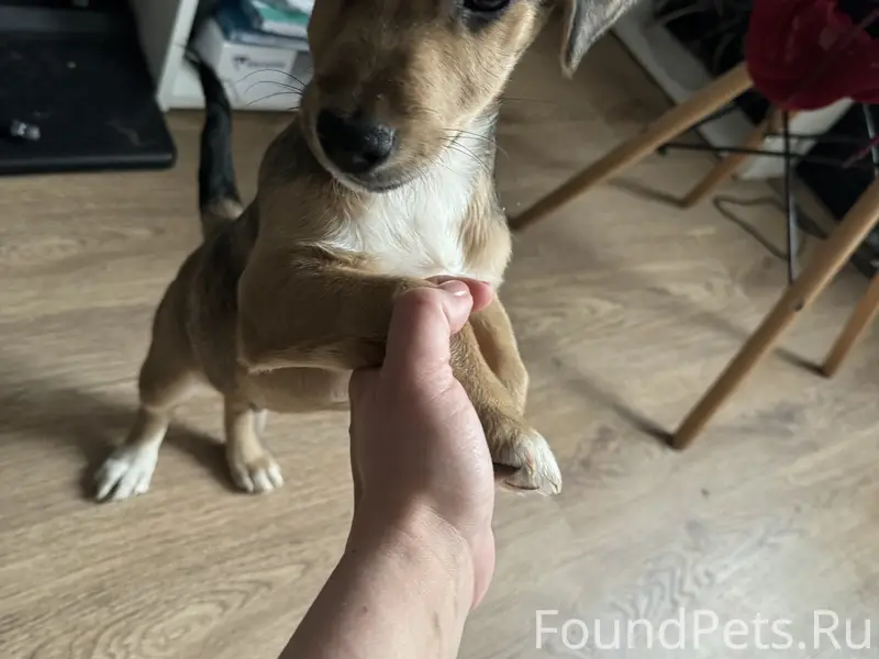 Найден щенок на проезде Карамзина 