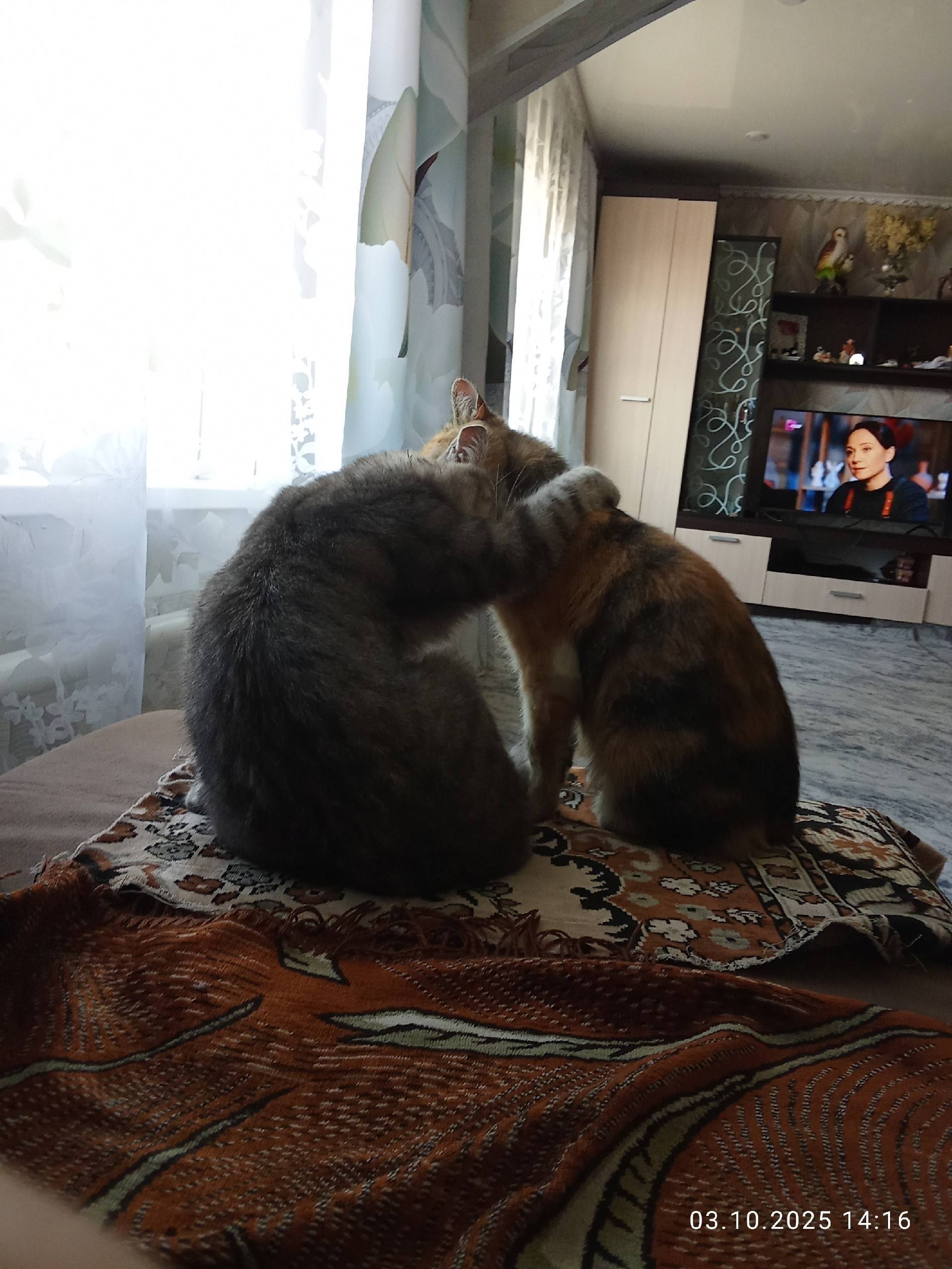 Внимание ❗ пропали коты если к...