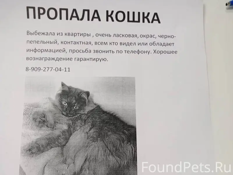 Пропала кошка Брагино Район ко...