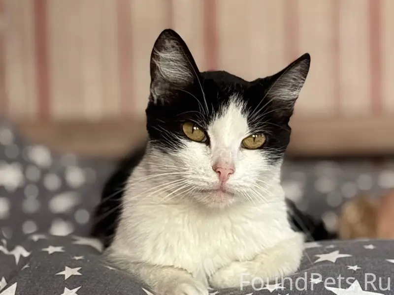 ‼️Пропала кошка, с 29.11 не...