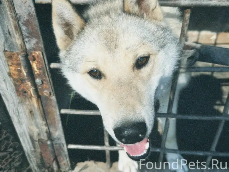 Потерялась западносибирская ла...