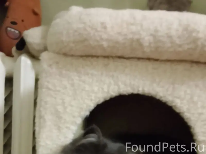 Срочно репост, пропала кошка, ...