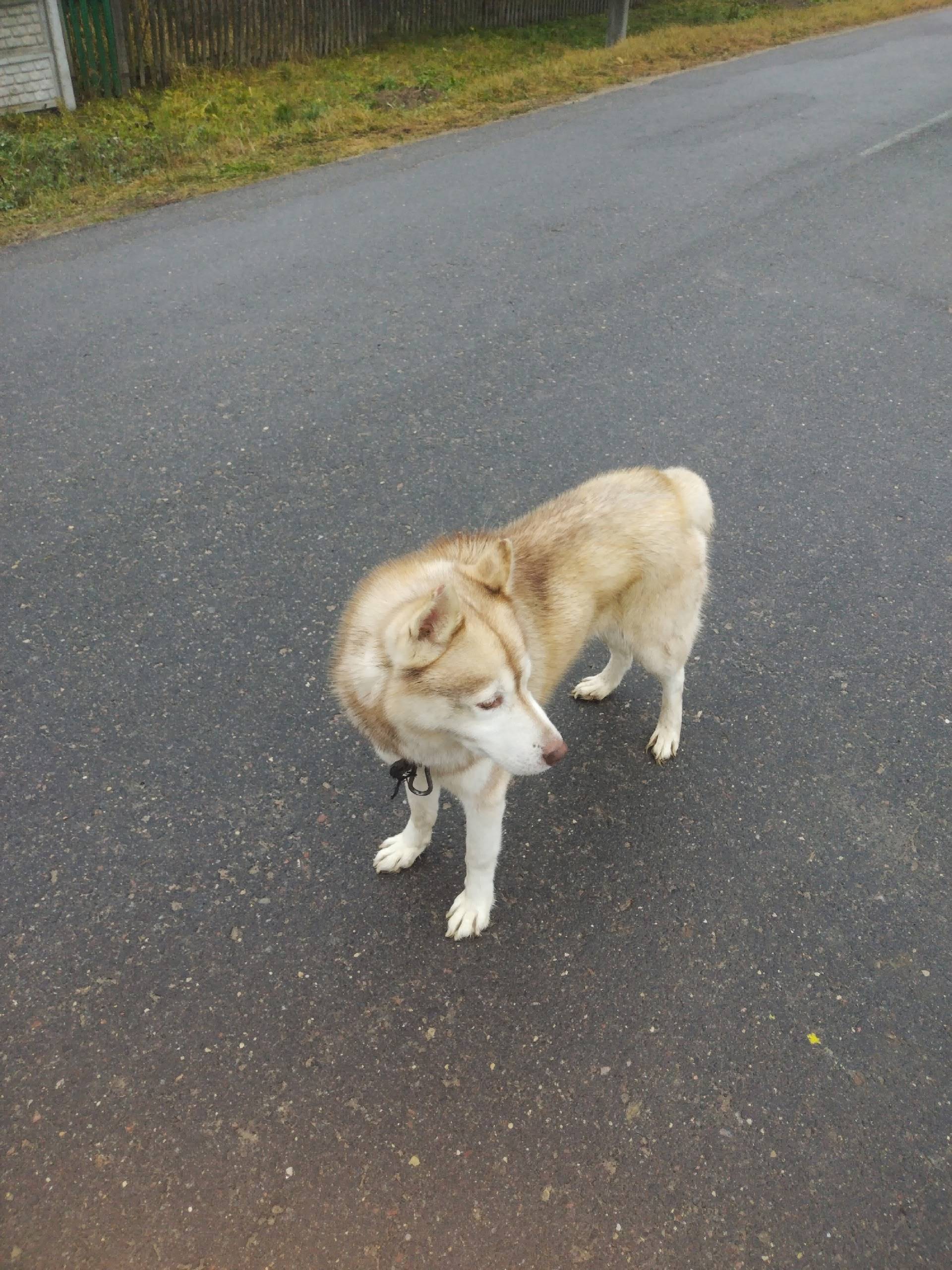 Чей пёс потерялся? Бегает в де...