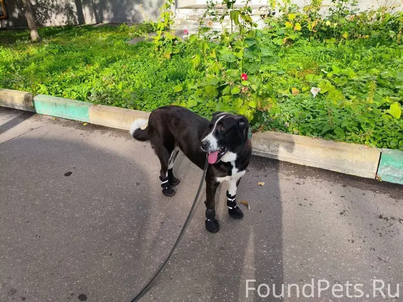 ⚠️ Пропал(а) собака 📍 М...