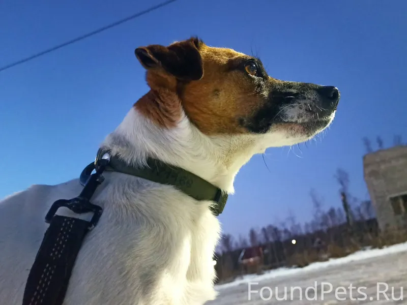 Мой пёс меня с ума сведёт...