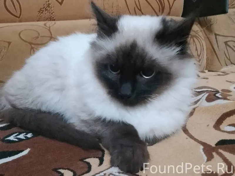 Пропал кот, по кличке Барон. Н...