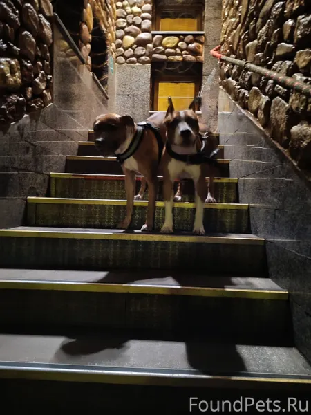 Найдены 2 собаки, предположите...