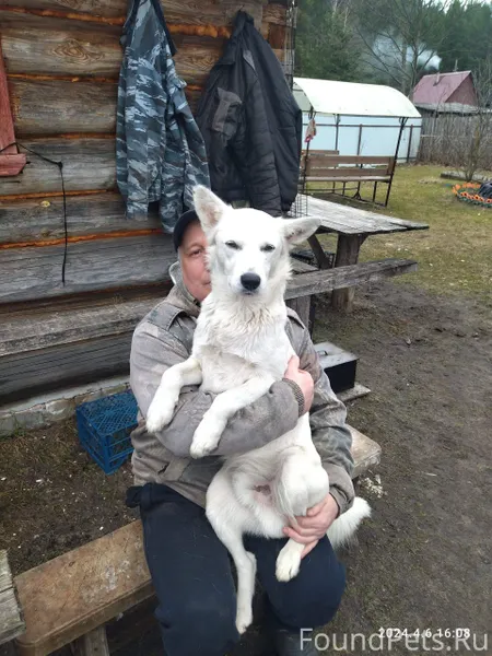 Пропал пёс по кличке Мишка Есл...