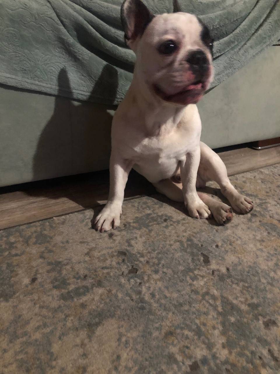 НАЙДЕН ЩЕНОК ФРАНЦУЗСКОГО БУЛЬ...