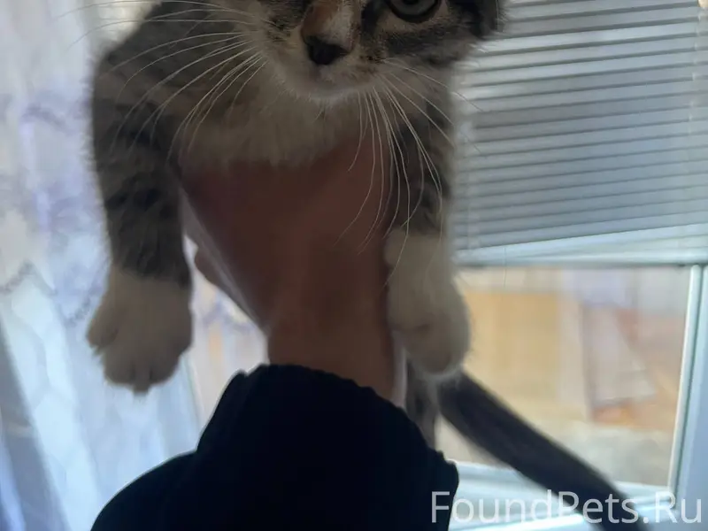 Пропал котенок в Ленинском рай...