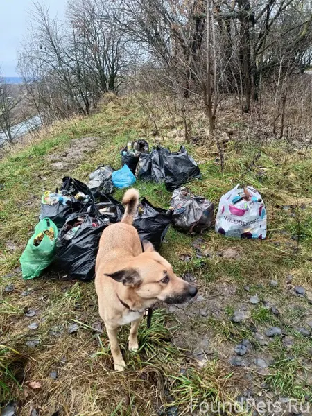 Помогите найти собаку по кличк...