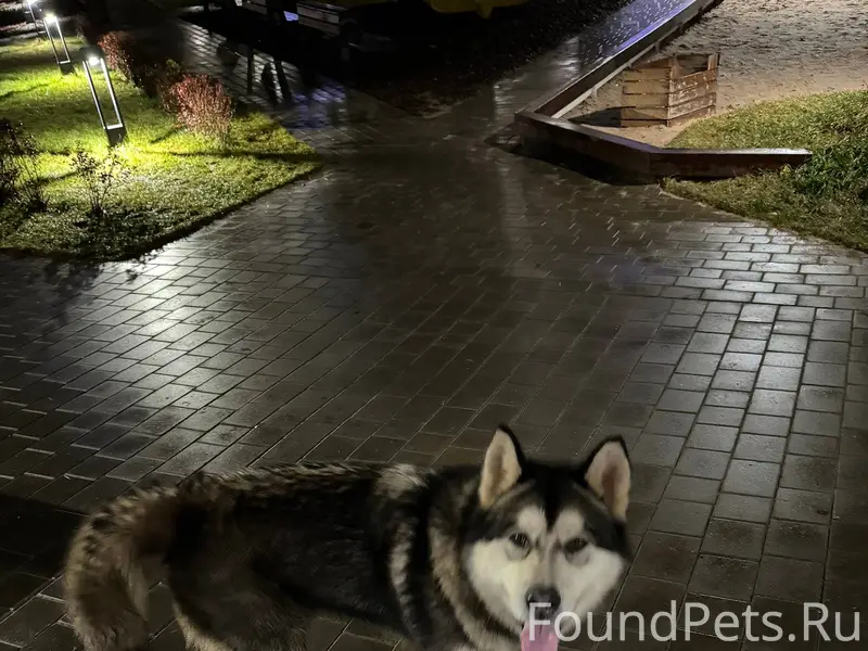 Бегает с оторванной веревкой о...