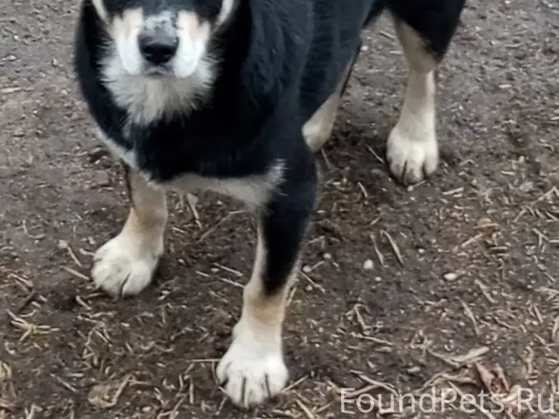 Это уже пост отчаяния. Собачка...