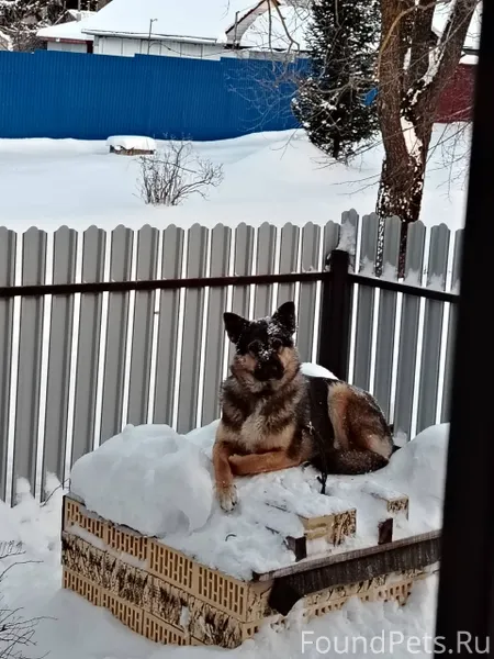 Село Ильинское, убежали две со...