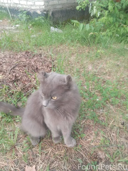 Добрый вечер всем,потеряли кот...