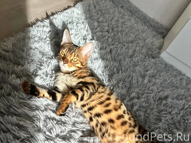 Пропал кот по кличке «Лео» Выб...