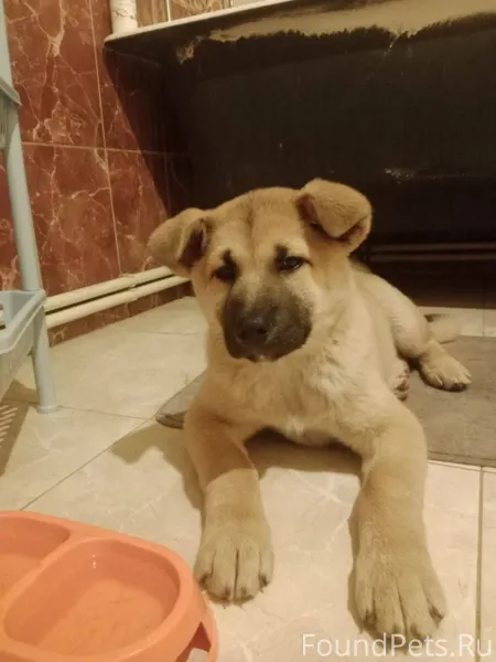 Найден щенок 3-4 месяца кабель...