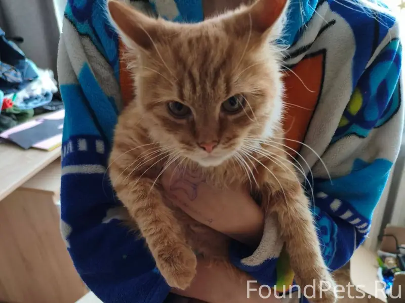 📌📢❗ НАЙДЕН КОТ ( ИЛИ КОШКА) 📌....