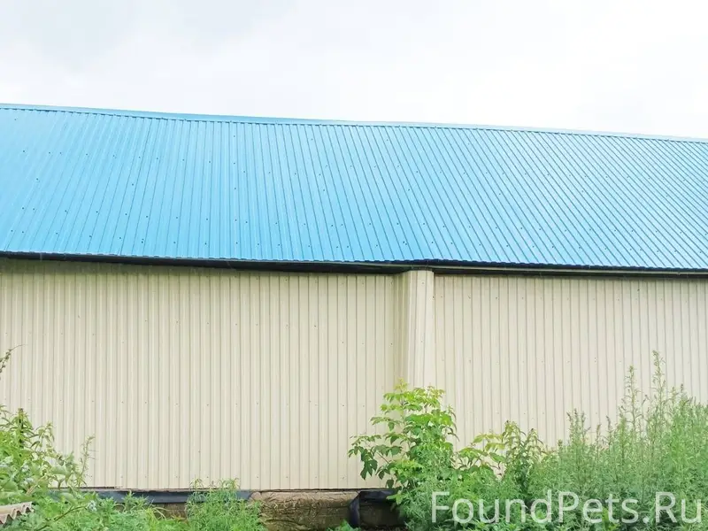 Пропала собака, кобель, с улиц...