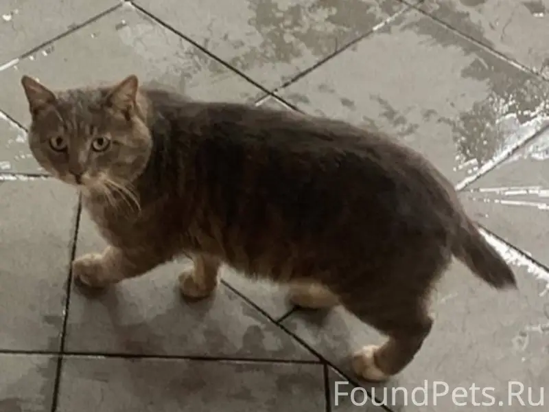 Ржев, Тверская область ❗️Пропа...