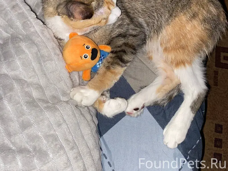 Пропала кошка! 30.11 потерялас...