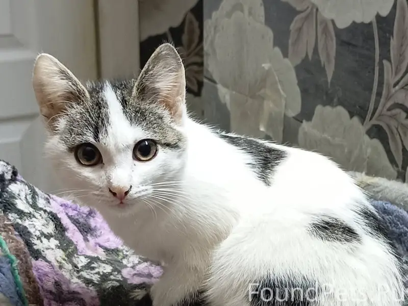 Найден котенок,мальчик,был оче...