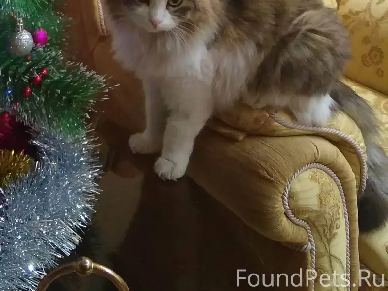 Пропал кот, 4 дня назад. Пр...