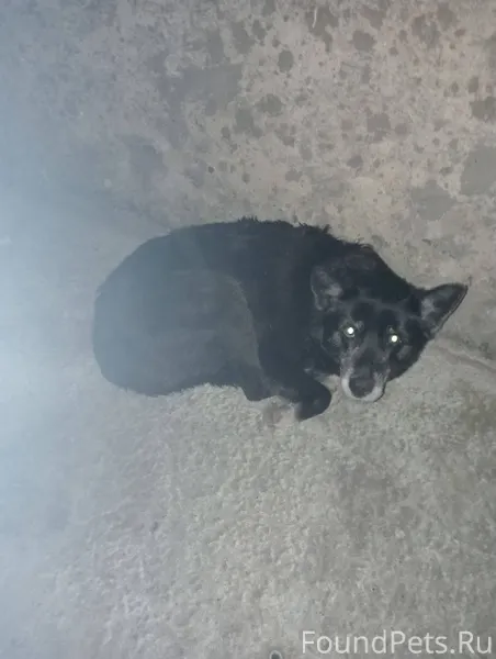 Никто не терял собаку? Очень с...