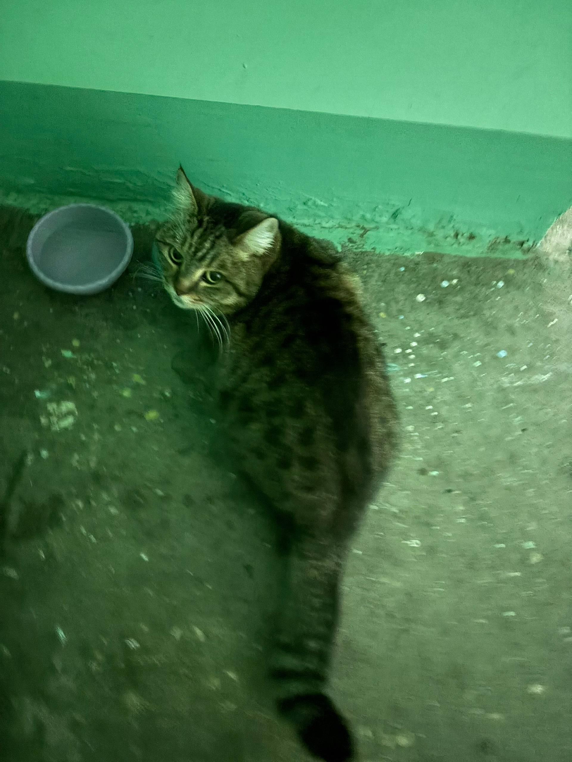 Найдена кошка, упитанная, похо...